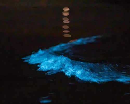 Bioluminescence Kayak Tour Auckland Nz Snm