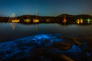 bioluminescence dinoflagellates Tour New Zealand