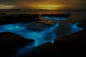 bioluminescence dinoflagellates Tour New Zealand