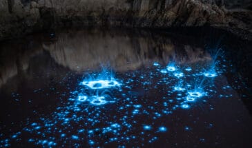 Bioluminescent Tour New Zealand