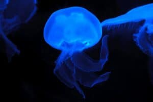 Auckland bioluminescence