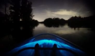 Bioluminescent Kayak Tour Auckland