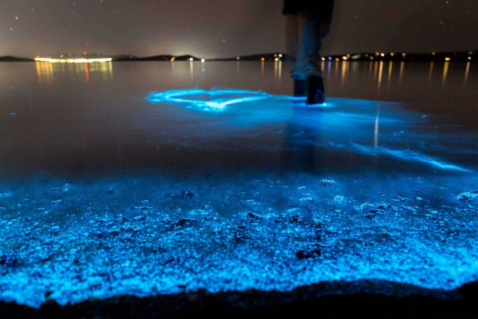 bioluminescence kayak tour auckland
