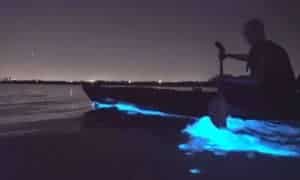 Bioluminescent Night Cruising Tours