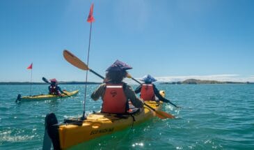 Half day sea kayak tour browns island