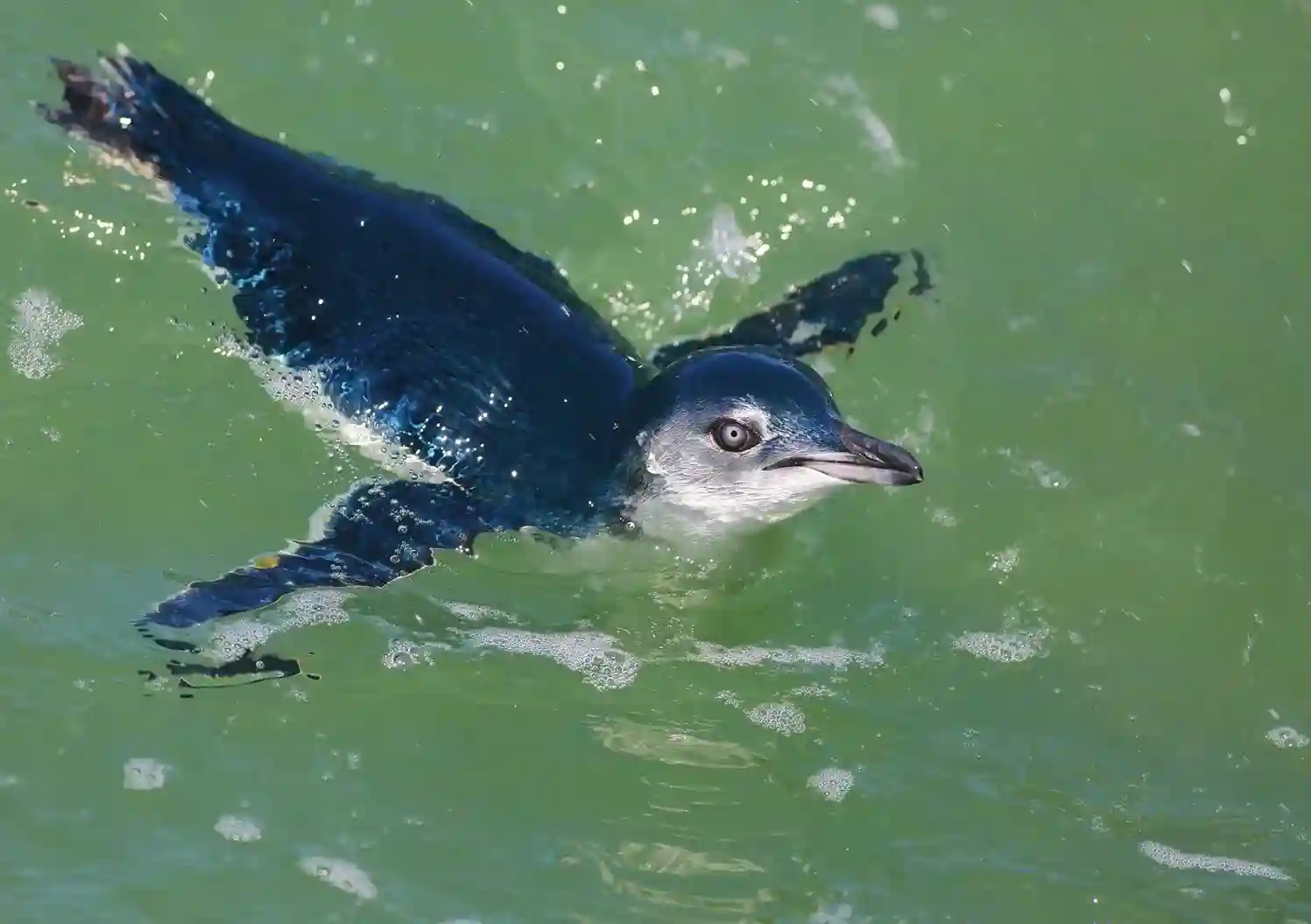 Waiheke Island Sea kayak