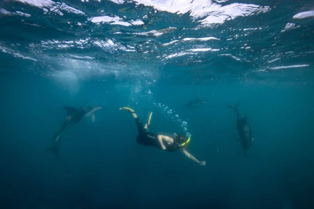 Guided Snorkeling Tours Auckland 1