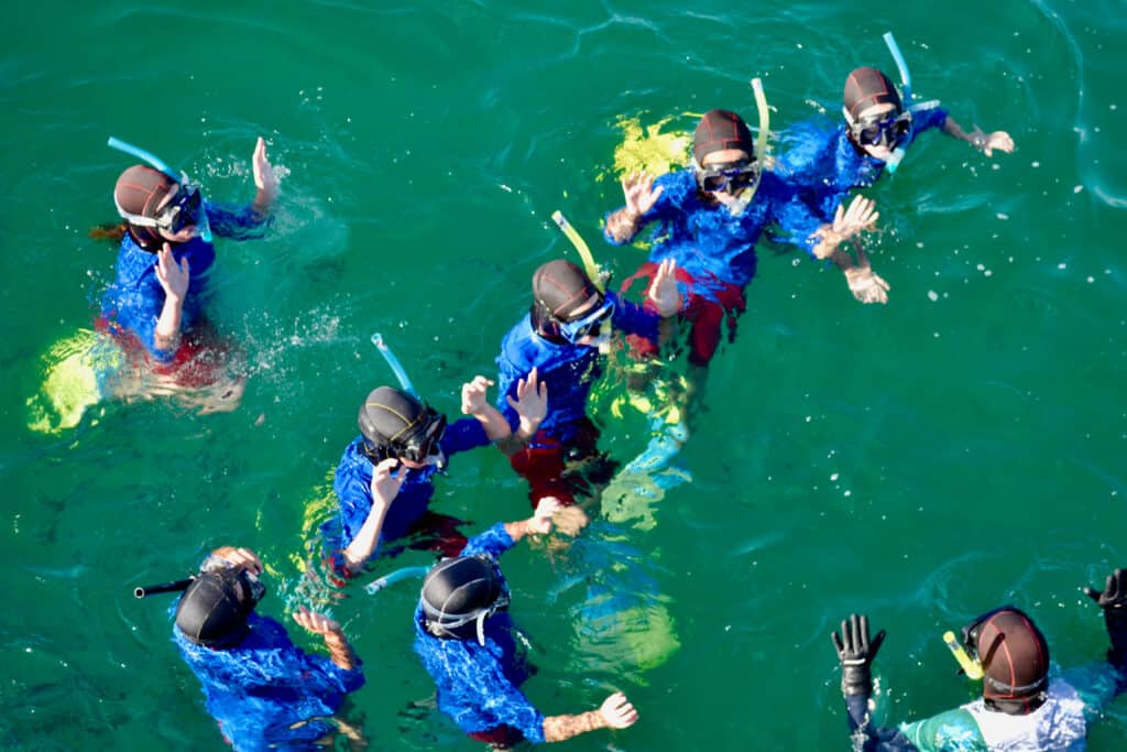 guided snorkeling tours auckland