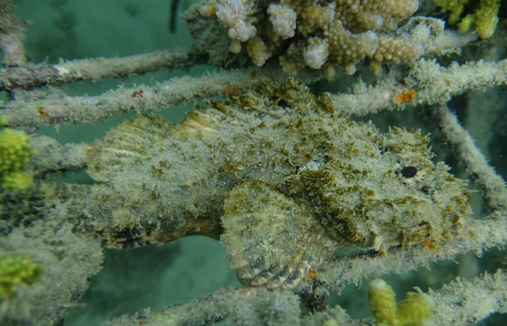 guided snorkeling tours auckland