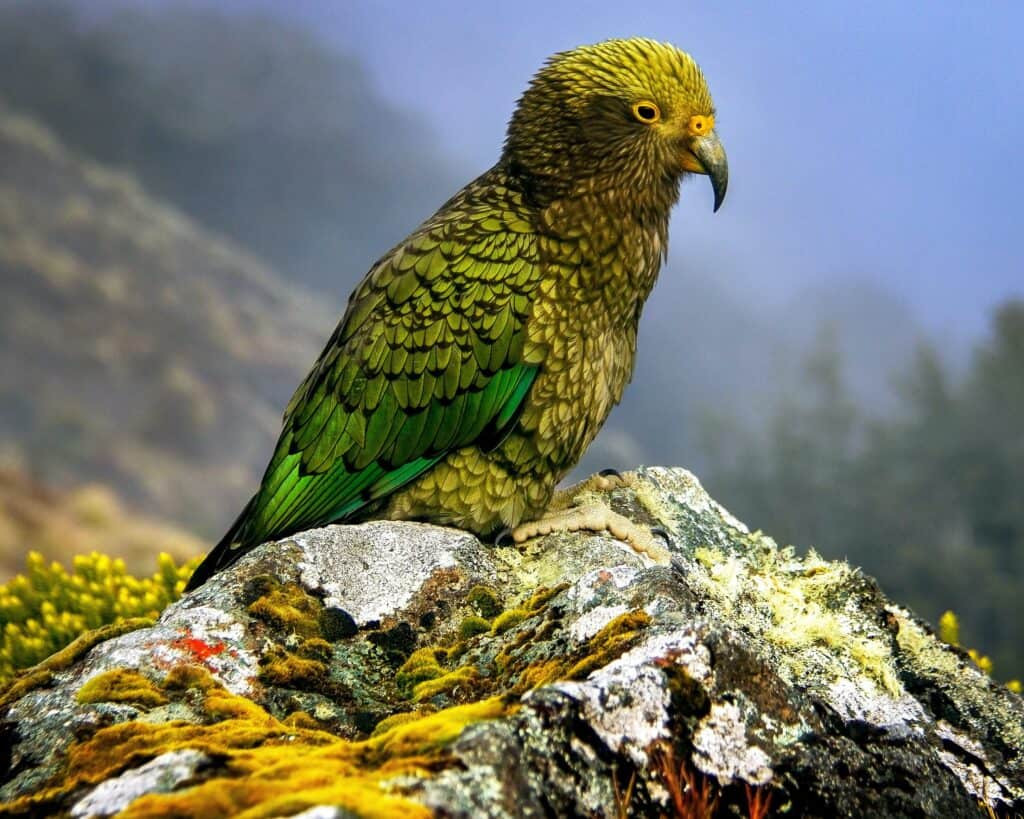 NZ Alpine Parrot Kea