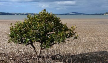 Auckland Mangroves
