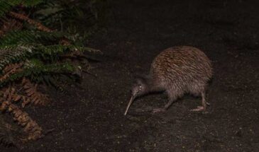 Where To See Kiwis In Auckland