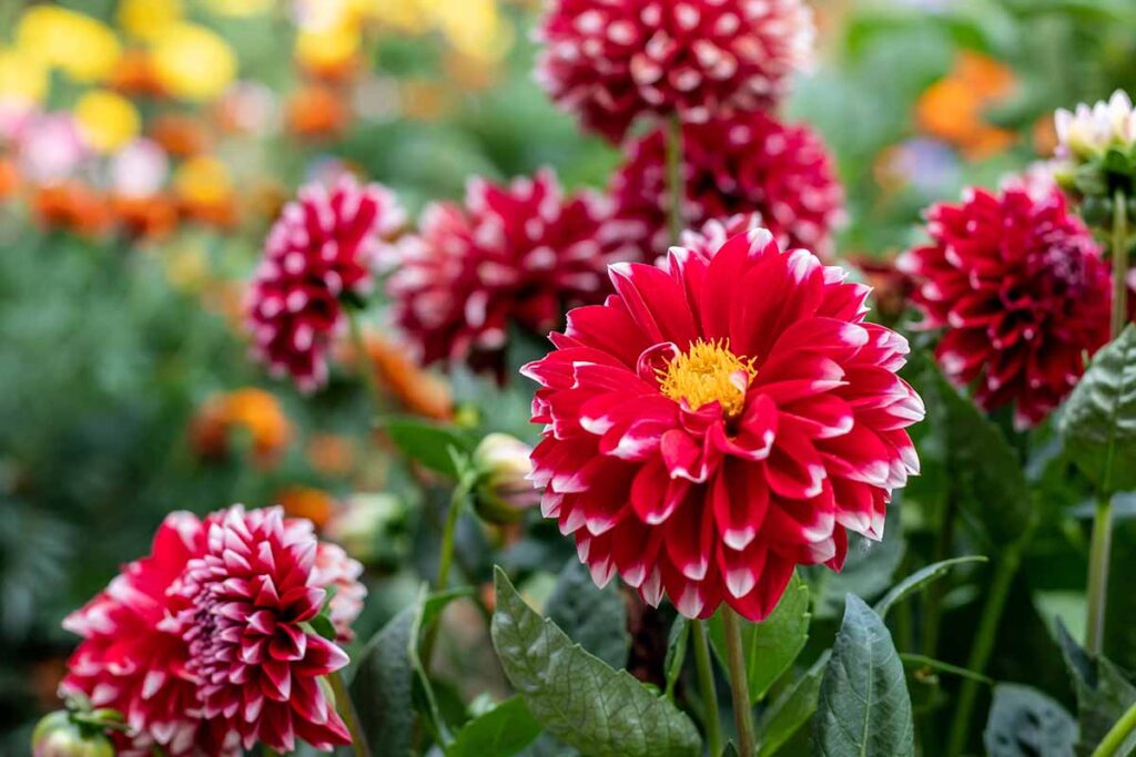 Dahlia Digging and Dividing, Matakana