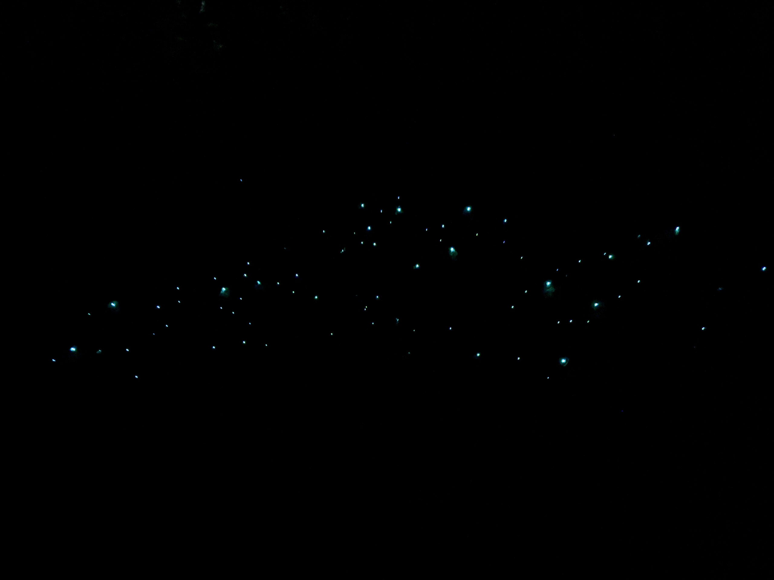 Auckland Glowworm Tour