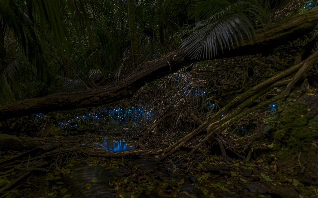 Auckland Glow Worms