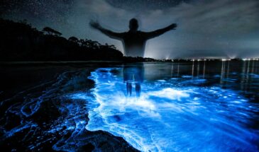 Auckland Bioluminescence Stanmore Bay