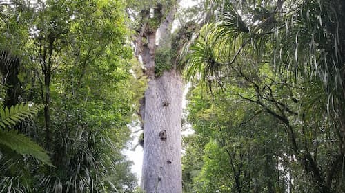 Tane Mahuta