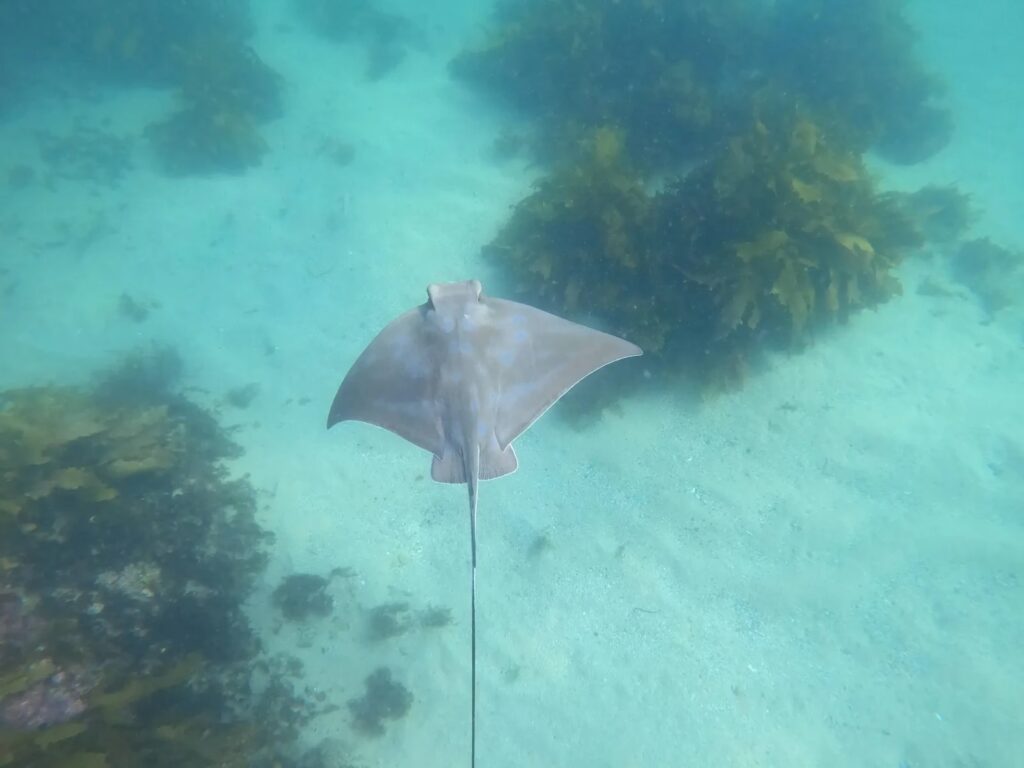 eagle-ray copy