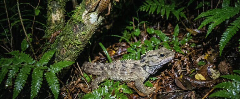 Tiritiri Matangi Island