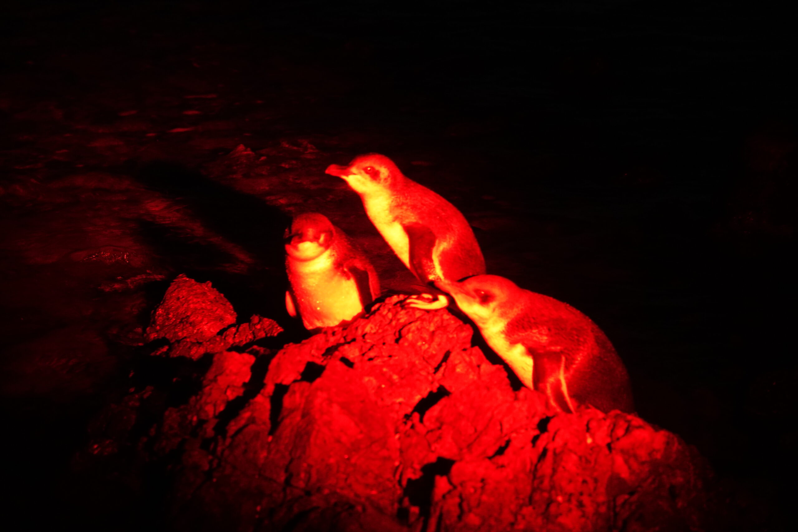 little blue penguins korora