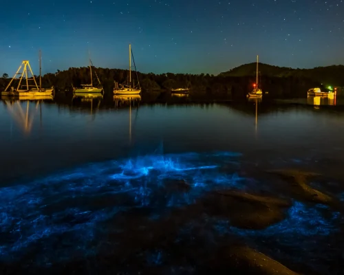bioluminescence kayak tour auckland
