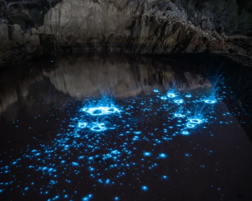 bioluminescence kayak tour auckland