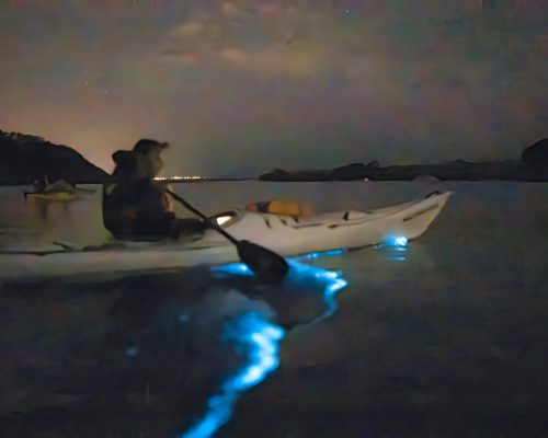 Auckland Bioluminescence Kayak Tour