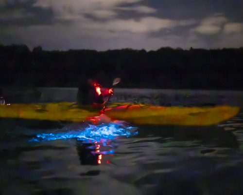 Auckland Bioluminescence Kayak Tour