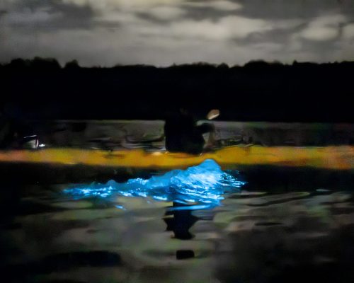 Auckland Bioluminescence Kayak Tour