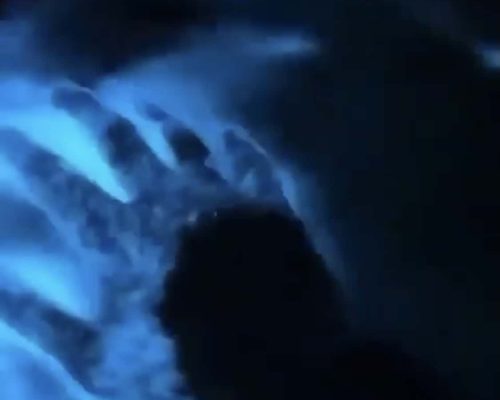 Bioluminescence Night Tour Auckland